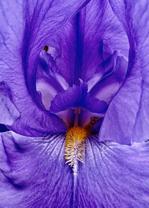 Brigitte B Burckhardt - The Flower