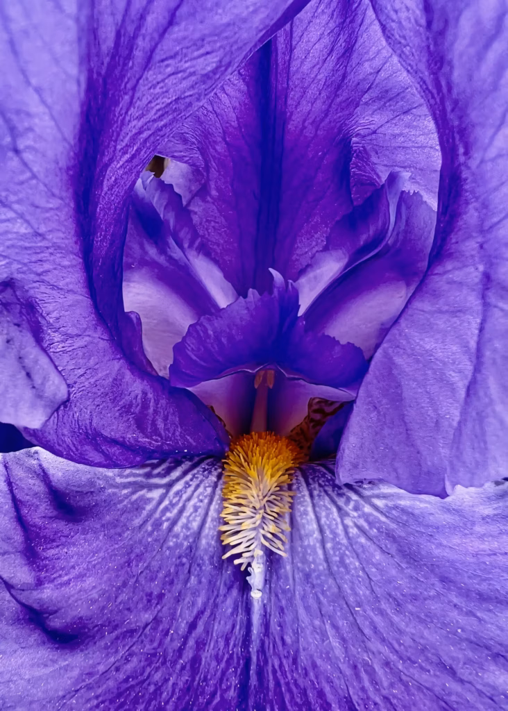 <a target='_blank' href='https://hmvcgallery.com/product/the-flower/'>Brigitte B Burckhardt - The Flower