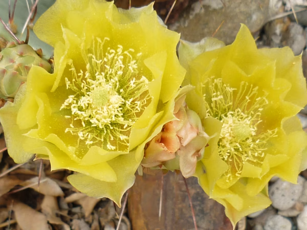 Cassandra J Bloedel - Cactus Blooms In Yellow