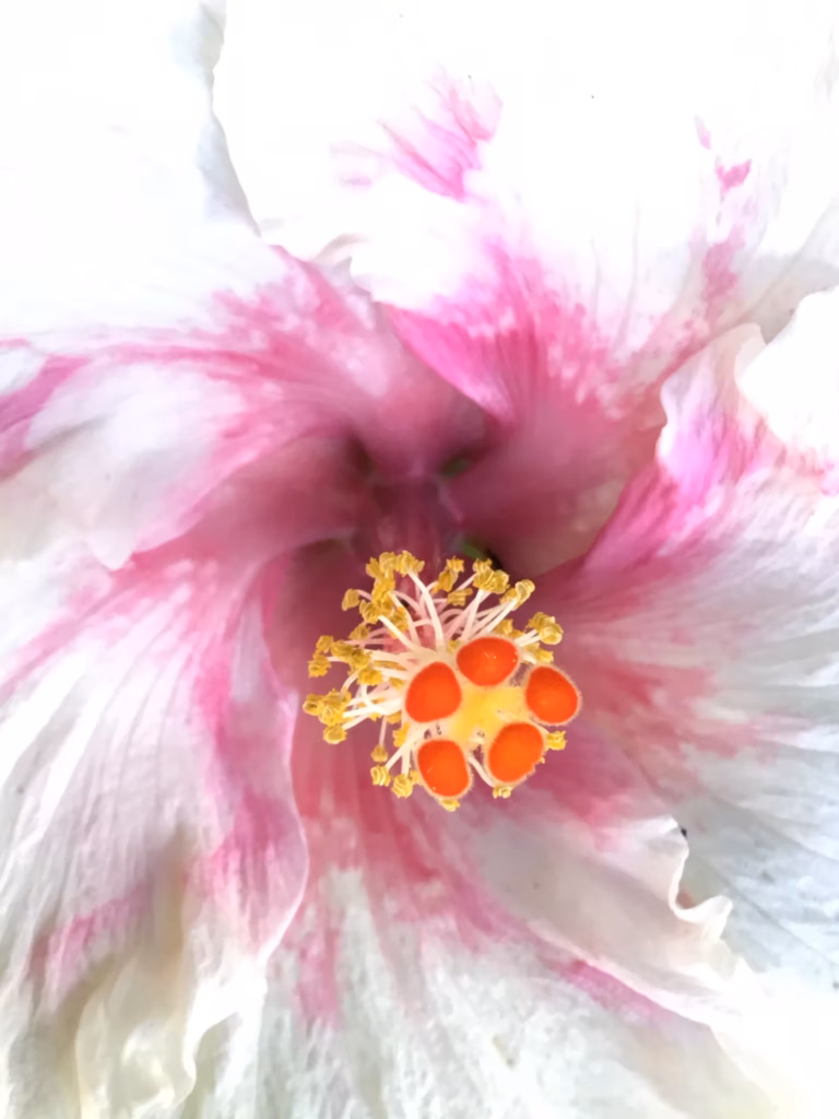 <a target='_blank' href='https://hmvcgallery.com/product/poliahu/'>GIPAHO - Poliahu