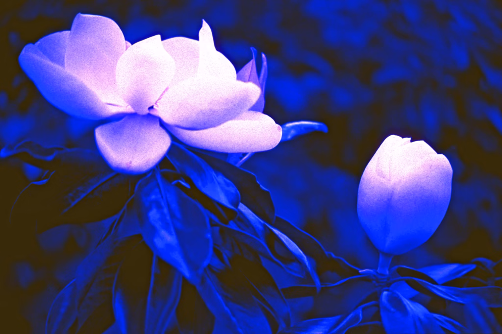 <a target='_blank' href='https://hmvcgallery.com/product/moonlight-magnolias/'>Malcolm Glass - Moonlight Magnolias