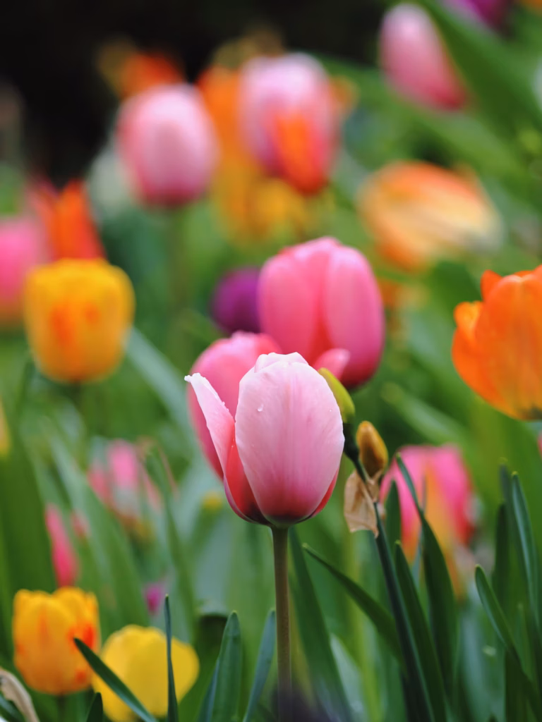 <a target='_blank' href='https://hmvcgallery.com/product/tulips-3/'>Rachel Berardinelli - Tulips