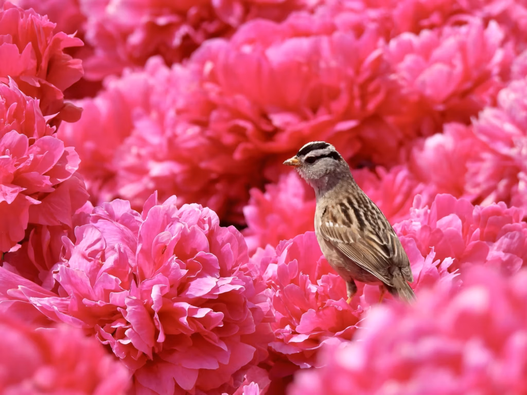 <a target='_blank' href='https://hmvcgallery.com/product/peony-garden/'>Twyla Bohrer - Peony Garden