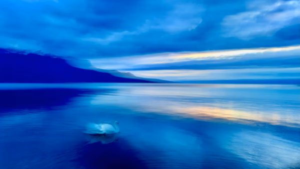 Brigitte B Burckhardt - Swan Dreaming