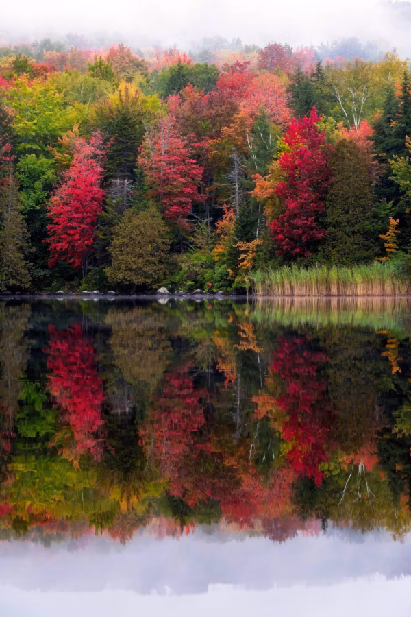 Erica Sloan - Foliage Reflection