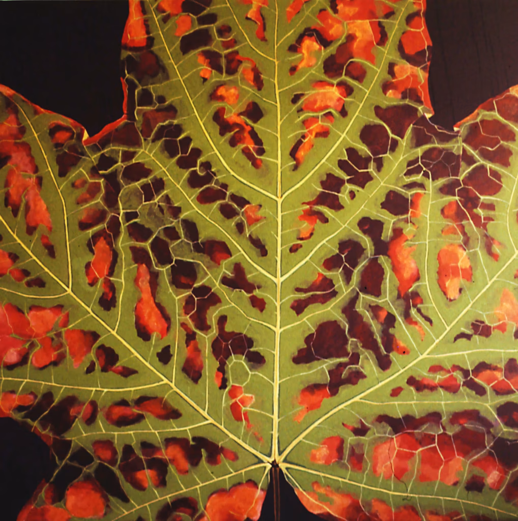 <a target='_blank' href='https://hmvcgallery.com/product/maple-leaf/'>Rebecca Gabriel - Maple Leaf