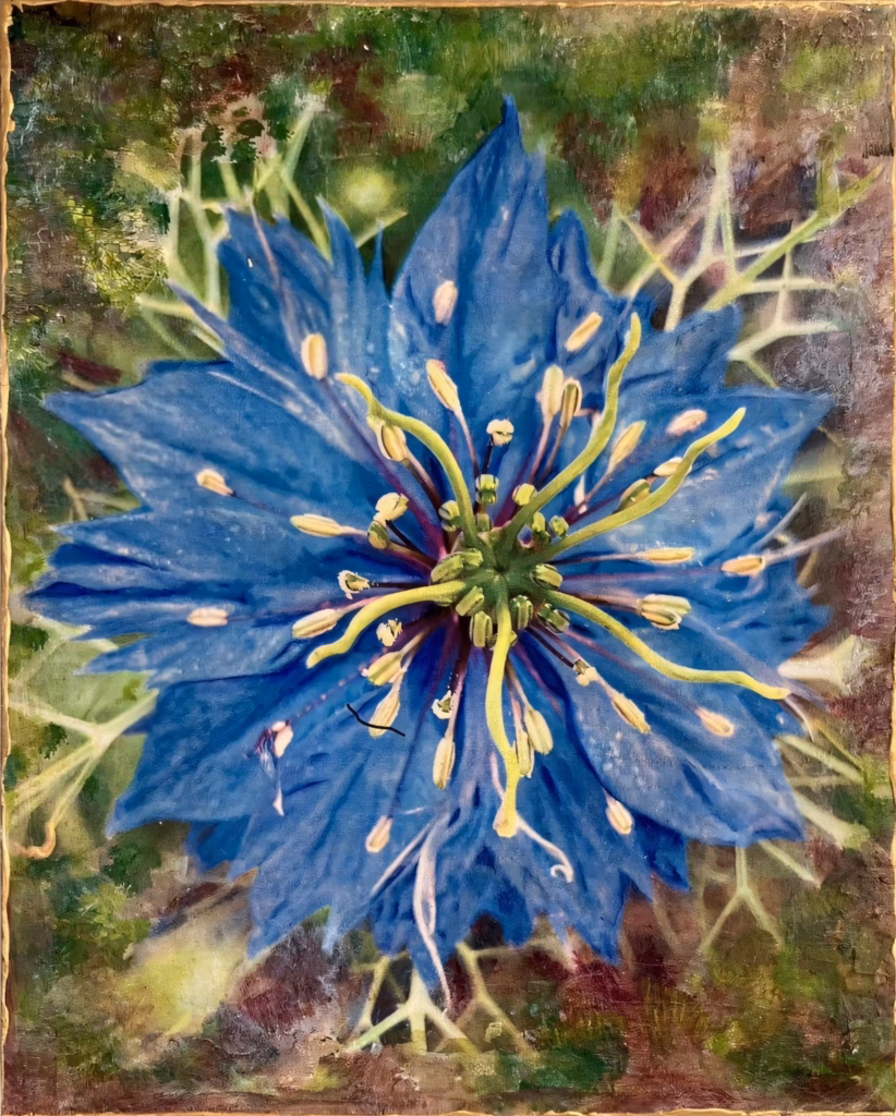 <a target='_blank' href='https://hmvcgallery.com/product/nigella/'>Lori Haas - Nigella