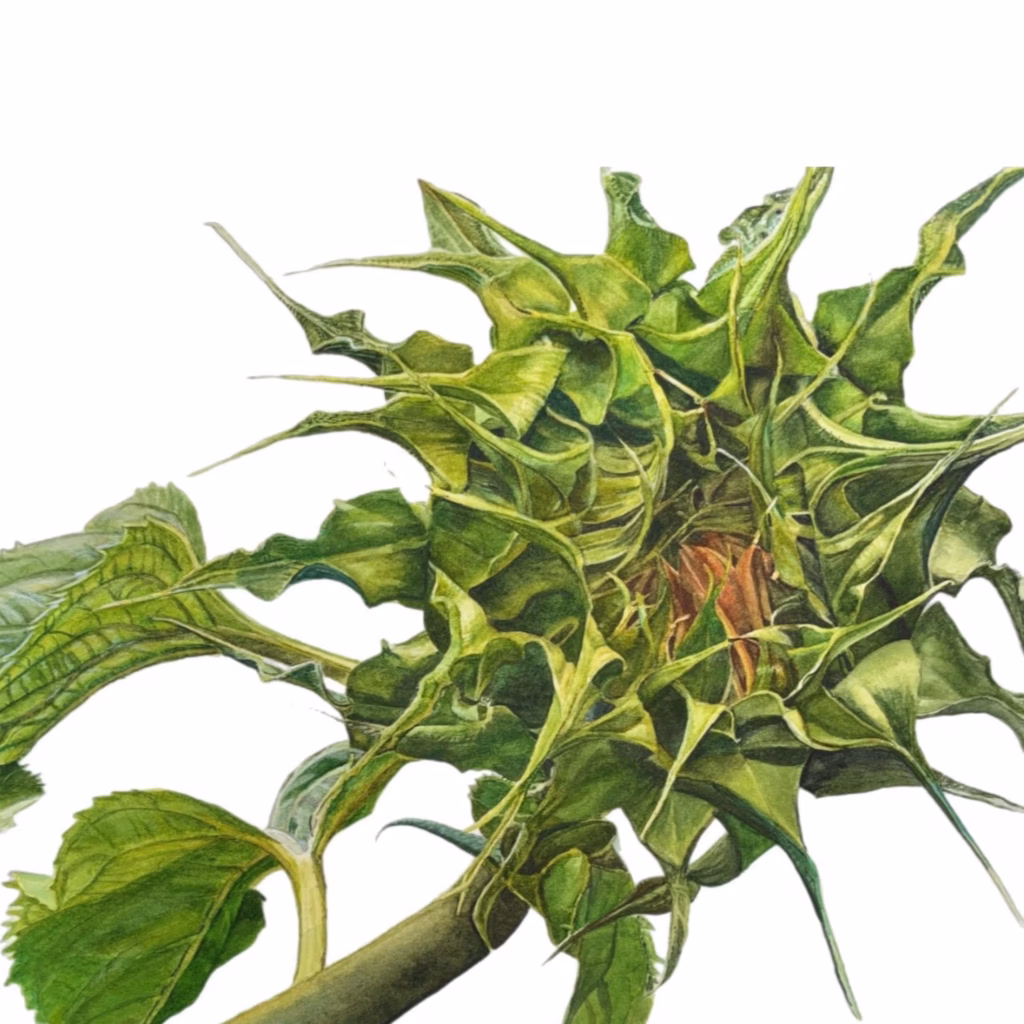 <a target='_blank' href='https://hmvcgallery.com/product/emerging-sunflower/'>Karen Romani - Emerging Sunflower