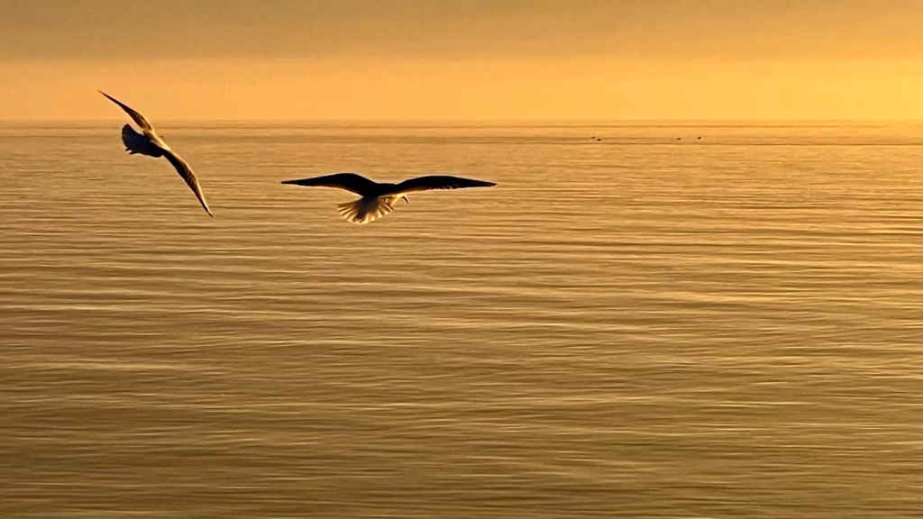 <a target='_blank' href='https://hmvcgallery.com/product/soaring/'>Brigitte B Burckhardt - Soaring