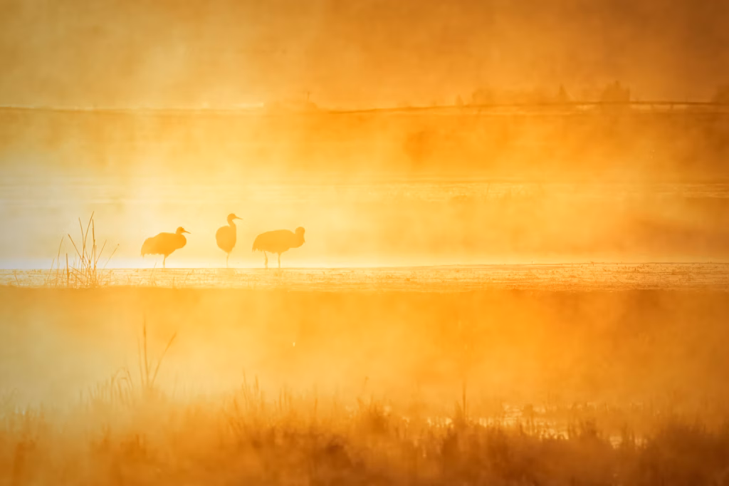 <a target='_blank' href='https://hmvcgallery.com/product/gold-at-daybreak/'>Denise Dethlefsen - Gold At Daybreak