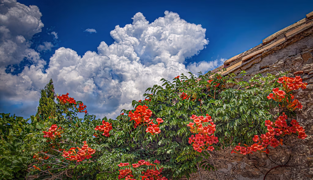 <a target='_blank' href='https://hmvcgallery.com/product/flowers-on-the-wall-fauzan-france/'>Richard Murrin - Flowers On The Wall Fauzan France