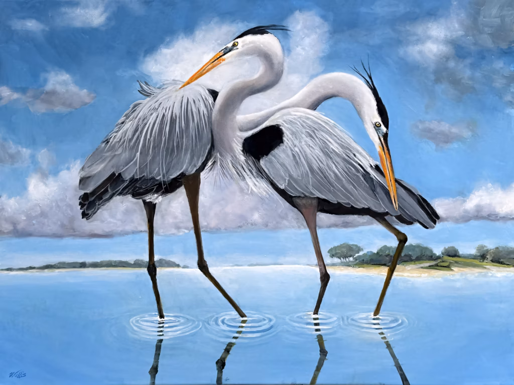 <a target='_blank' href='https://hmvcgallery.com/product/great-blue-heron-mating-season-jousting/'>Charles Wallis - Great Blue Heron Mating Season Jousting