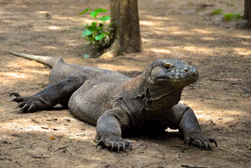 <a target='_blank' href='https://hmvcgallery.com/product/komodo-killer-dragon/'>Karen Safer - Komodo Killer Dragon