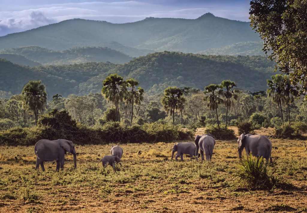 <a target='_blank' href='https://hmvcgallery.com/product/landscape-with-elephants-zambia/'>Ricky Workman - Landscape With Elephants, Zambia